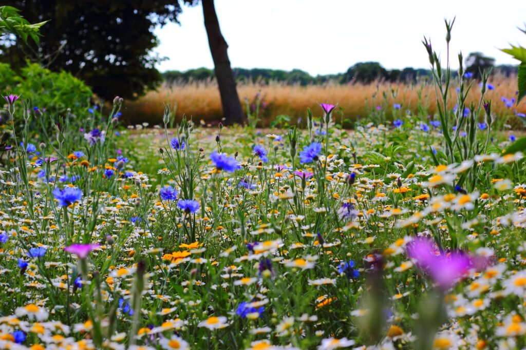 selective focus photo of blue and white flowers field because nature can help relieve stress